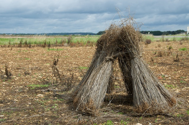 Fibre Focus: Flax Processing