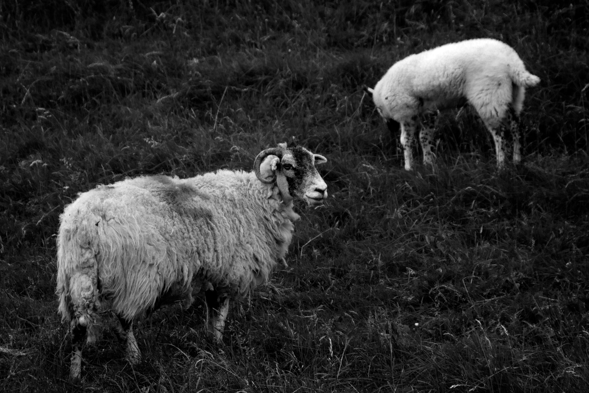Peak District scavenged yarn