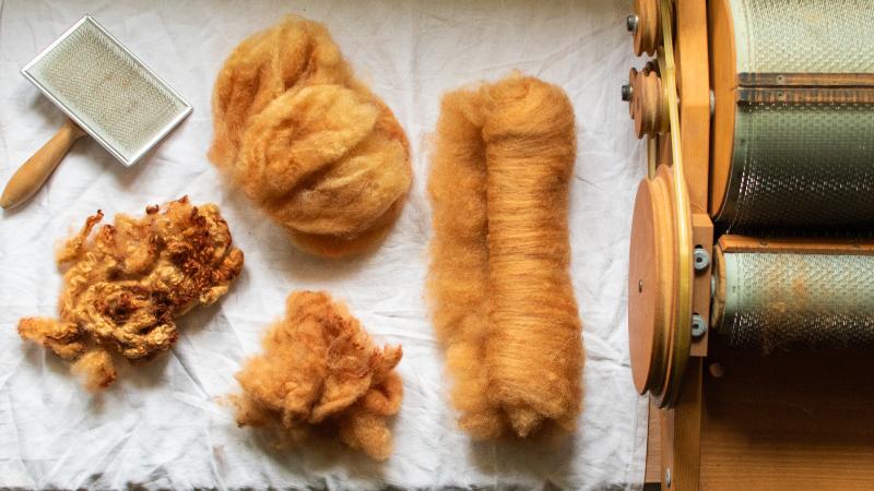 Preparing British wool fleece for spinning: flicking locks and carding fibre on a drum carder